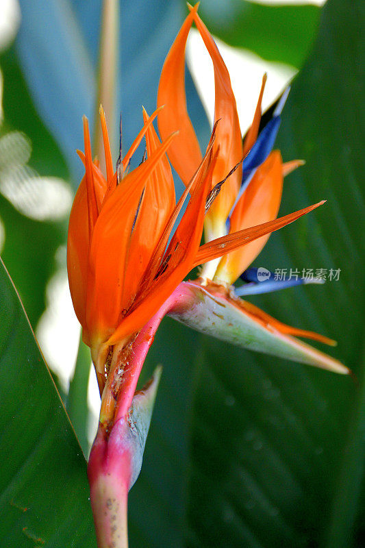 仙鹤/鹤花/天堂鸟